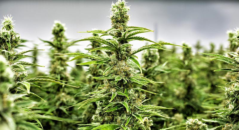 Cannabis Growth: Best triacontanol for root&nbsp;promote