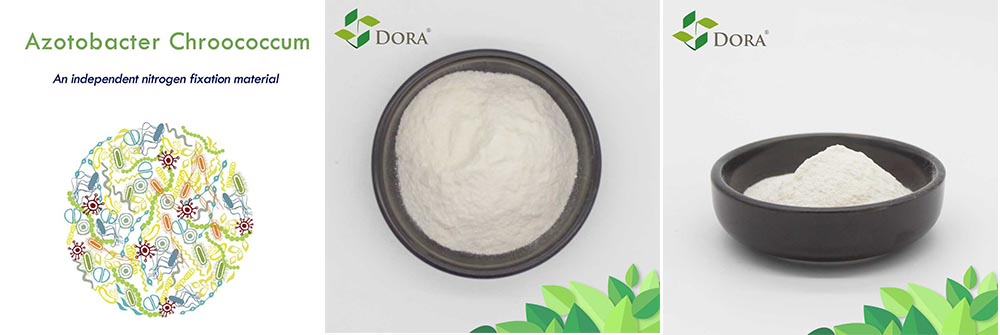 Dora azotobacter chroococcum