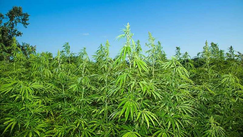 how to grow cannabis growth