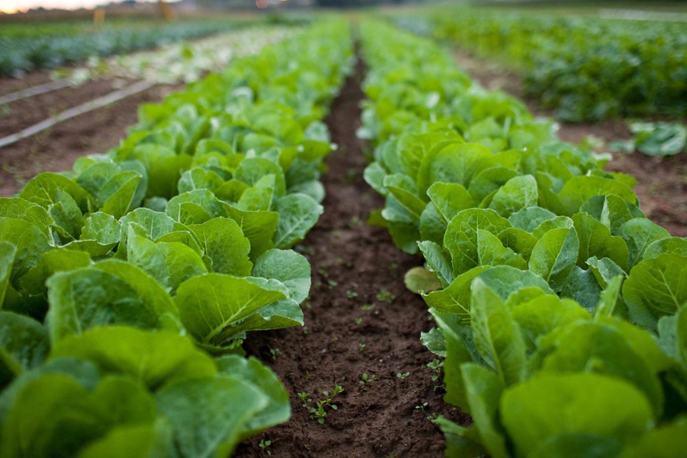 organic garden
